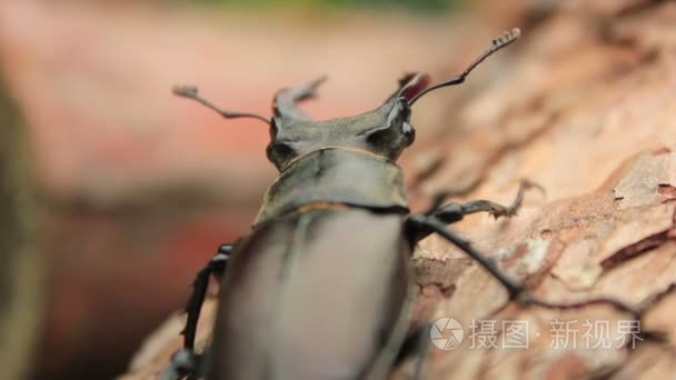 鹿角甲虫视频