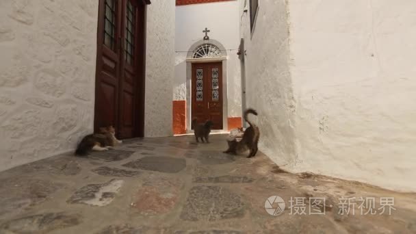 在旧的希腊小镇的街道上的猫视频