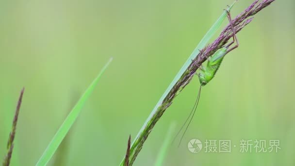 在这片草地蝗虫视频