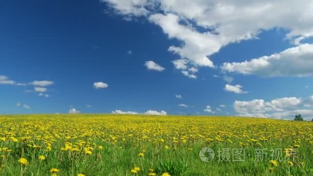 林间空地的蒲公英上的春天视频