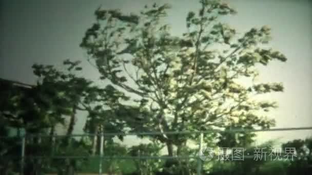 飓风吹大树视频