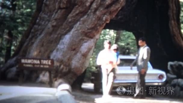 汽车驾驶通过巨杉树视频