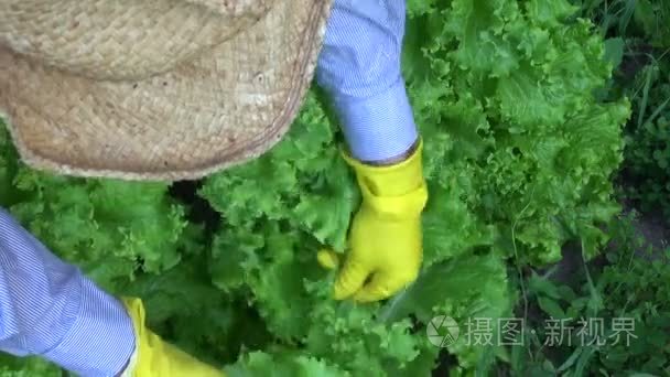 夏天花园里采摘新鲜生菜的园丁视频