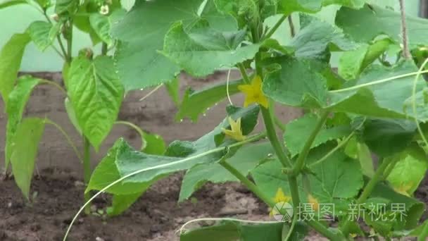 在塑料大棚中的黄瓜和辣椒植物视频