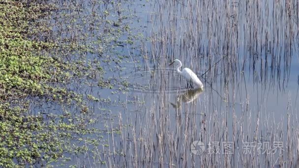 在湿地芦苇丛跟踪食品中白鹭视频