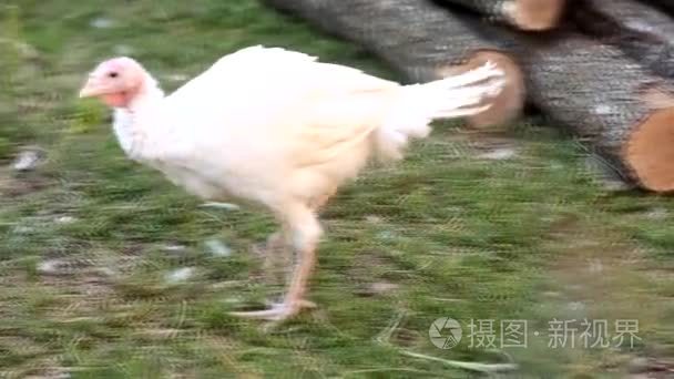 在一个小农场饲养的白色土耳其小鸡
