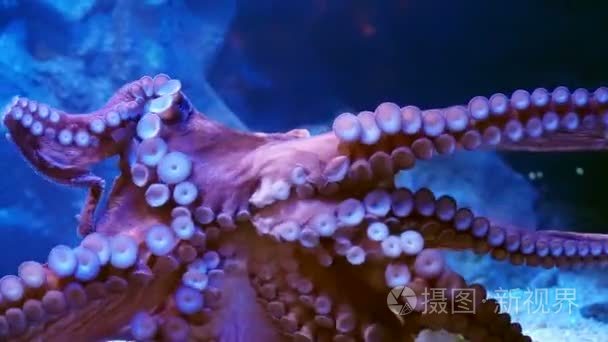 巨型章鱼附加在水族馆的玻璃上视频