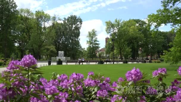 rhododendron flower blooms and people couples near fountain. 4K