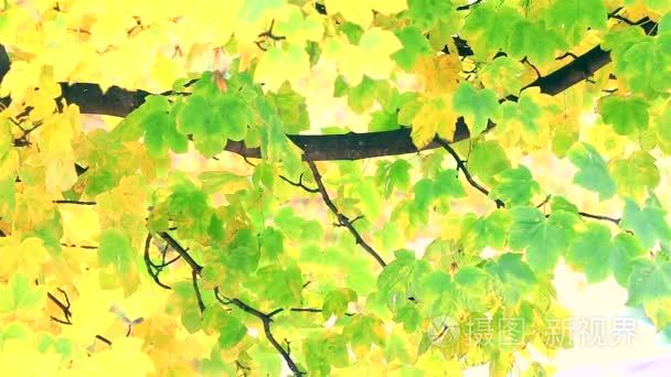 枫树叶在风中移动视频