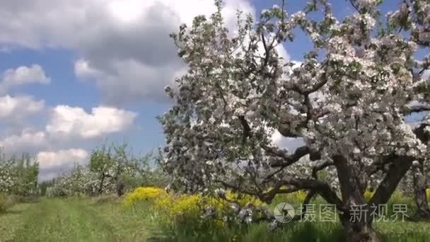 花朵盛开的苹果树在工业园视频