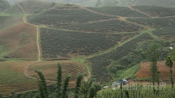 在越南的稻米梯田视频