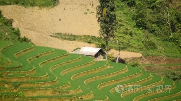 越南水稻农场梯田视频