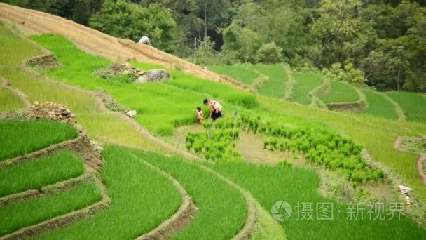 越南家庭在水稻农场工作