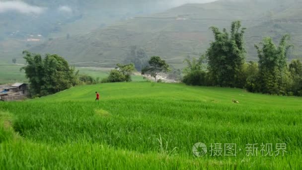 绿色山谷的水稻梯田视频