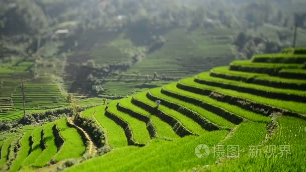 在越南的稻米梯田视频