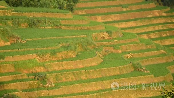 越南水稻农场梯田视频