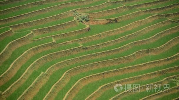 越南水稻农场梯田视频