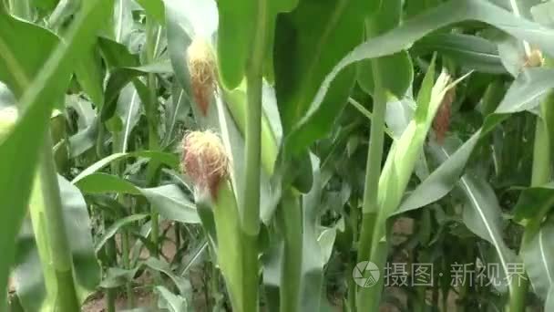 玉米植株对农业领域的详细信息