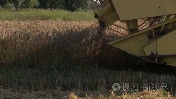 现代农场在夏天收获小麦粮食范畴结合起来