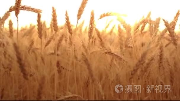 女手触摸小麦在日出视频