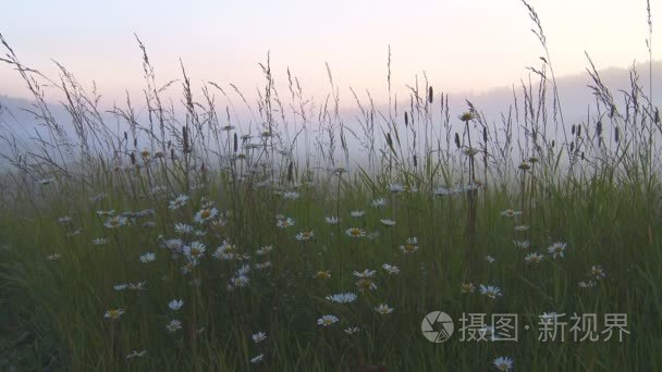 雏菊和草在雾中视频