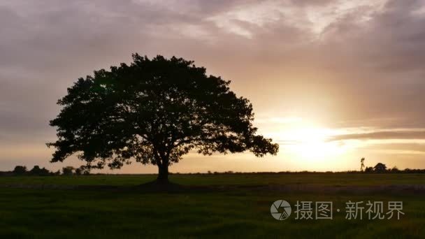 在日落时的草地上的那棵大树视频