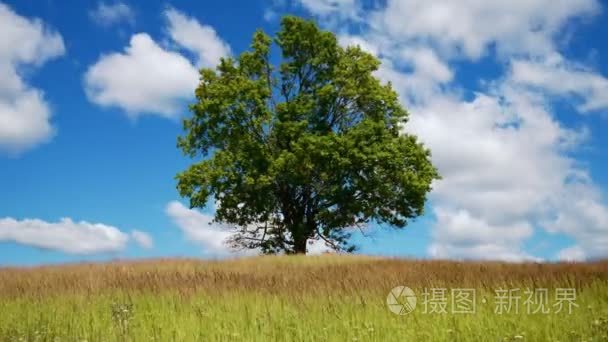 在夏季的孤独枫视频