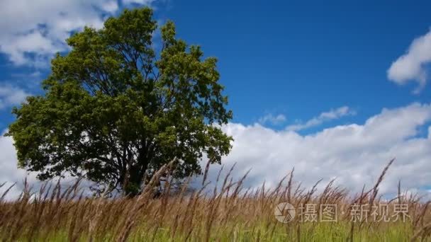 在夏季的孤独枫视频