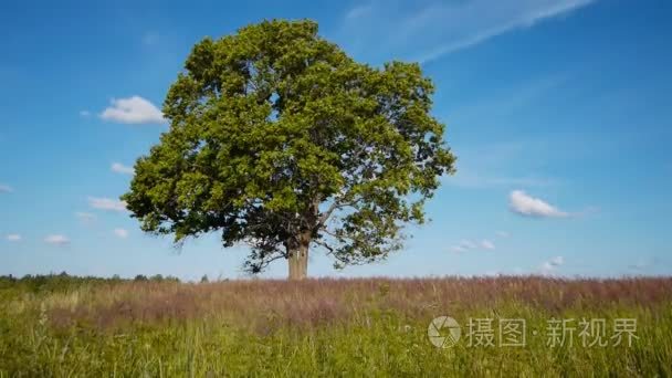 在夏季的孤独枫视频