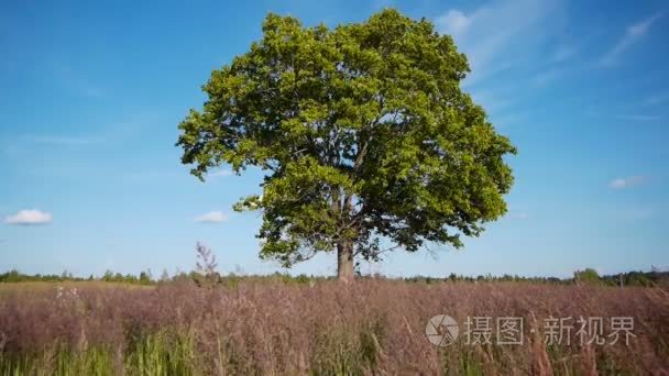 在夏季的孤独枫视频