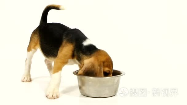 Cute beagle puppy eating from a dish. Slow motion