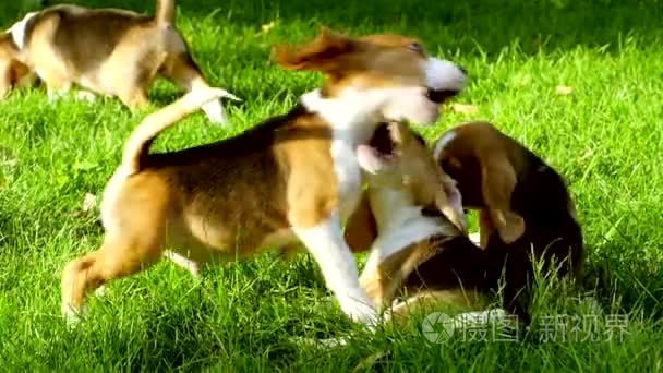 Happy beagle dogs in Park. Slow motion