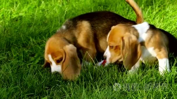 Happy beagle dogs in Park. Slow motion