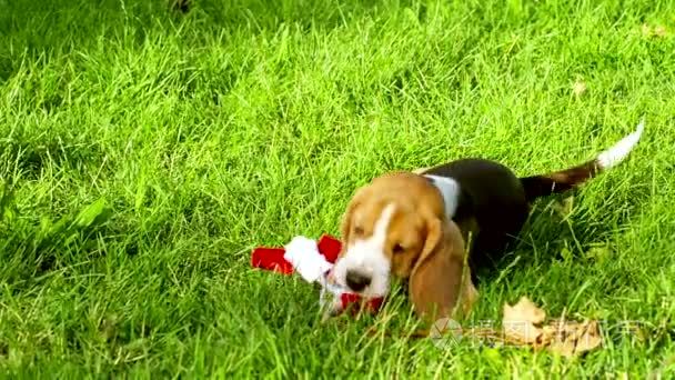 Happy beagle dogs in Park. Slow motion