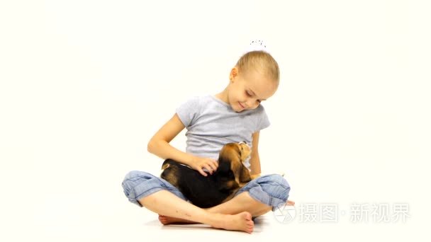 Cute little Beagle puppy sitting on a girls lap