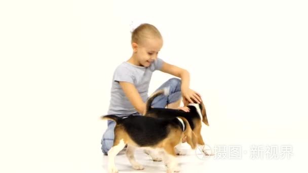 little girl played with Beagle puppy