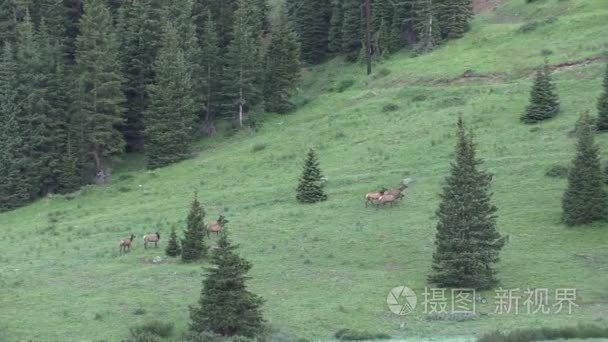 在山腰上的麋鹿