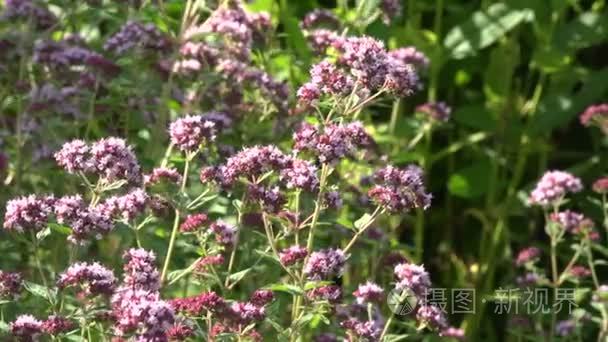 牛至花野生 majoram 生长在药铺里花园，4 k