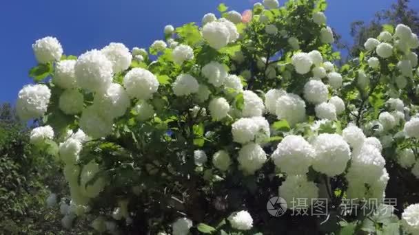 4 k 风中挥舞着的美丽的春天荚蒾布什花