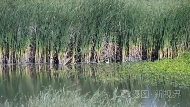 白鹭从湿地加州起飞视频