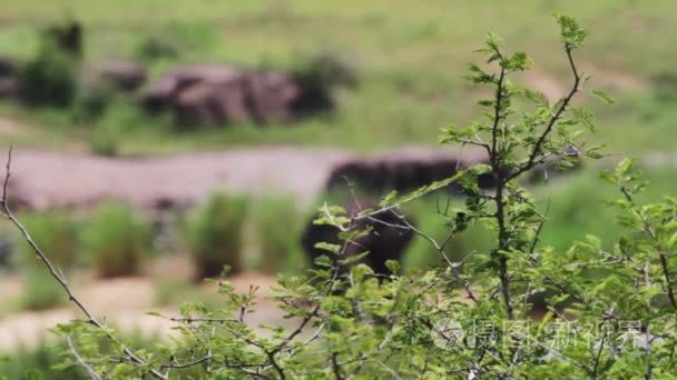 在南非的野生大象视频