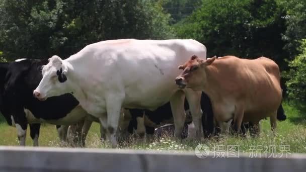 在一个小农场奶牛视频