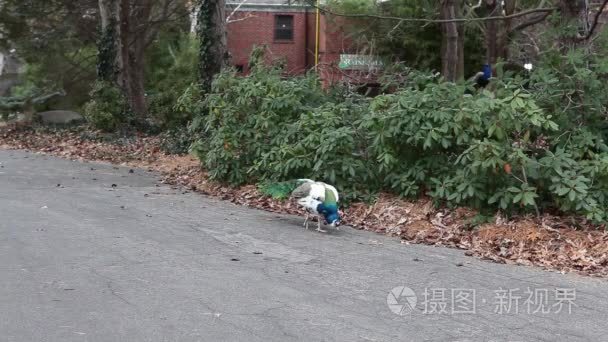 孔雀走在一条道路视频