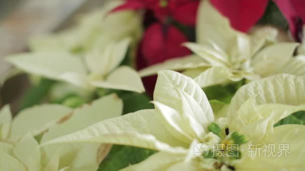 白色和红色的一品红植物视频