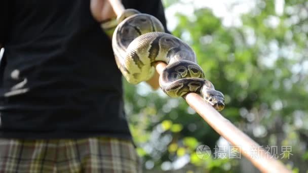 机架焦点铜一根棍子上的蛇视频