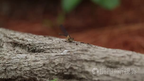 在树枝上的铜蜻蜓视频