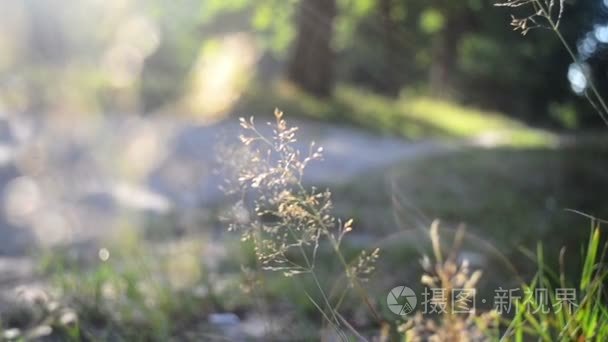 夏季干燥片草叶在树林里路旁边视频