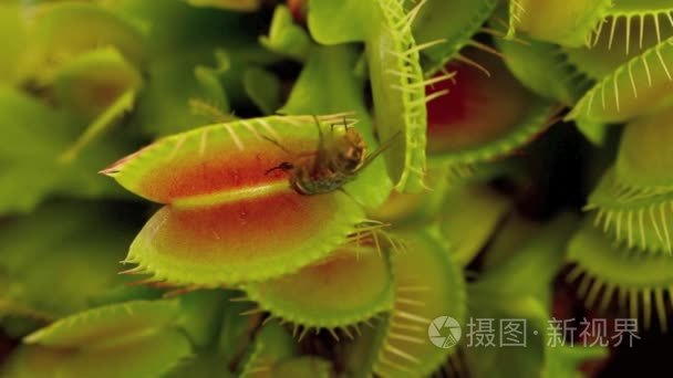 Carnivorous plant  Venus flytrap  eats a fly.