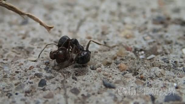 蚂蚁打架的另一只蚂蚁的头视频