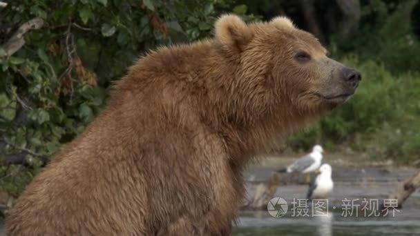 灰熊和三文鱼视频